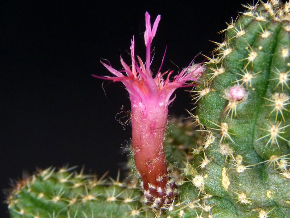 Chamaecereus